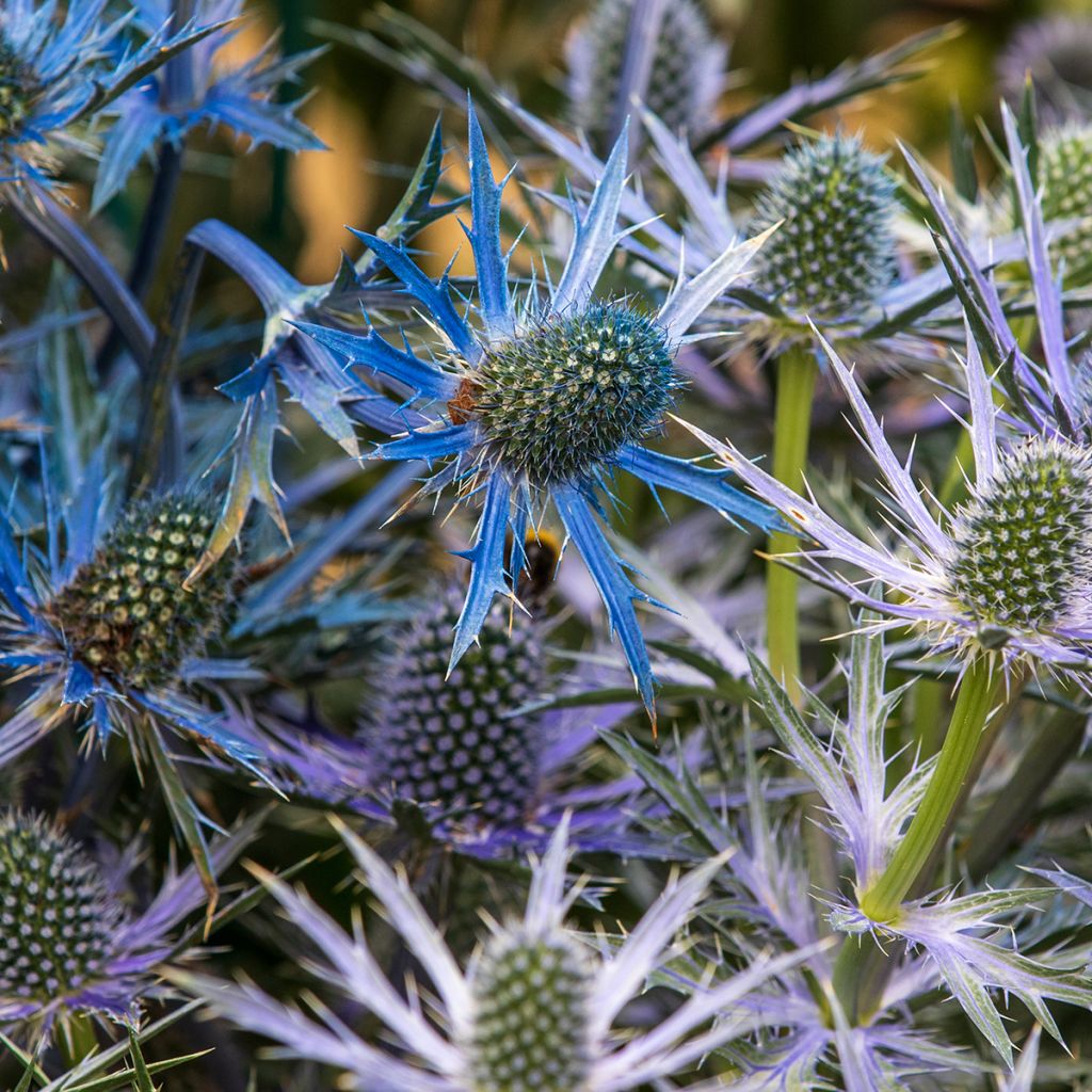 Eryngium zabelii Big Blue - Garten-Mannstreu