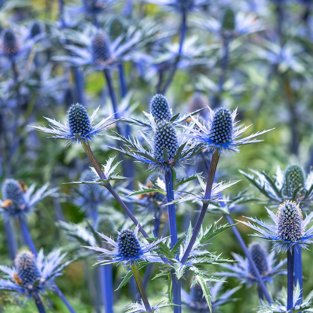 Eryngium zabelii Big Blue - Garten-Mannstreu