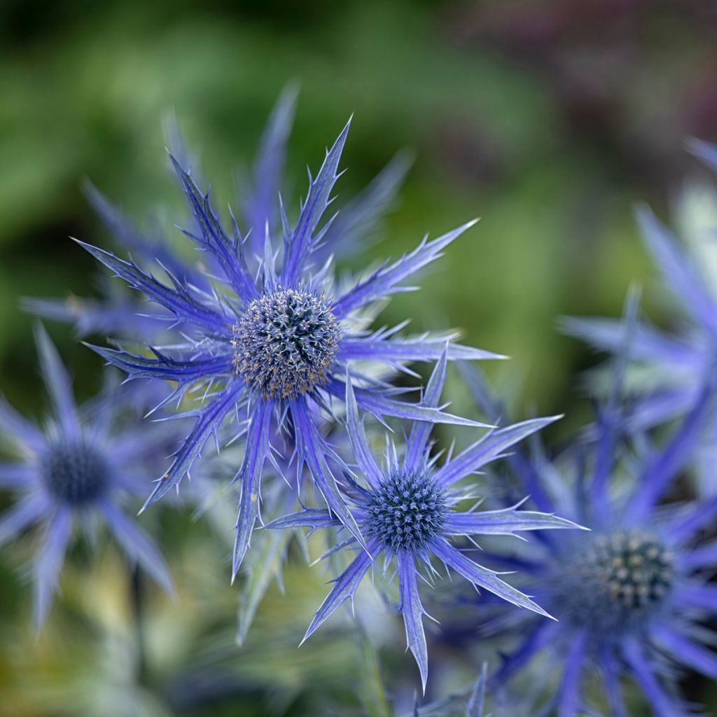 Eryngium zabelii Big Blue - Garten-Mannstreu