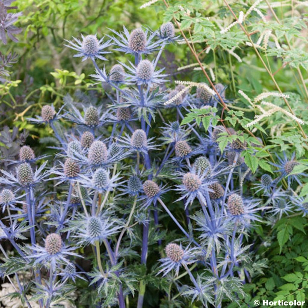 Eryngium zabelii Jos Eijking - Garten-Mannstreu