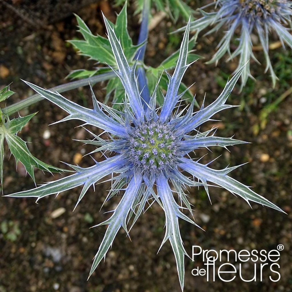 Eryngium zabelii Violetta - Garten-Mannstreu