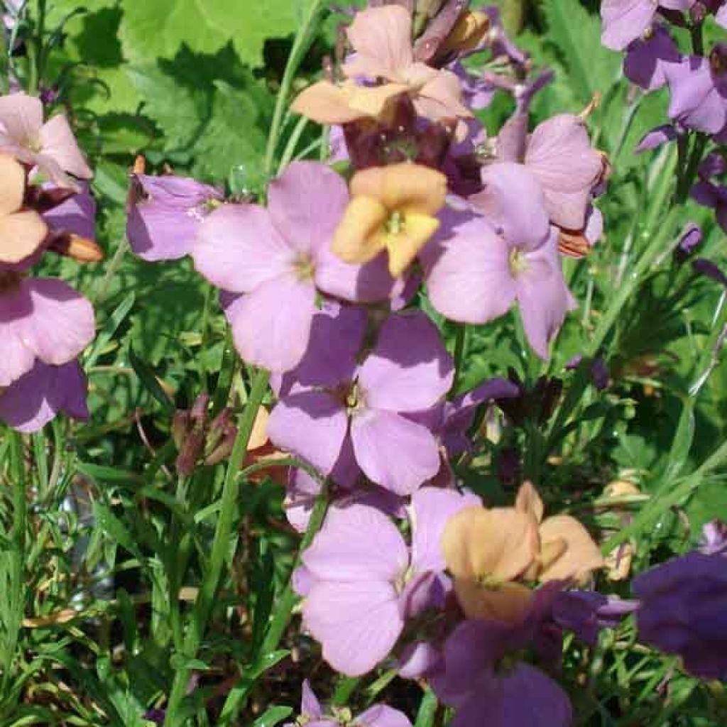 Giroflée arbustive - Erysimum Jenny Brook