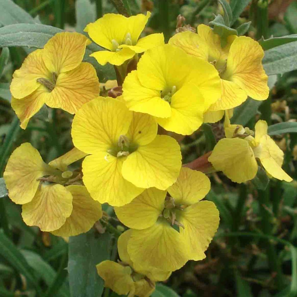 Erysimum Jubilee Gold - Fausse giroflée