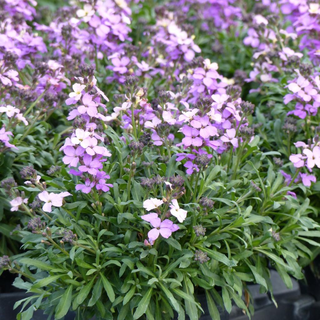 Giroflée vivace - Erysimum Poem Lavender 