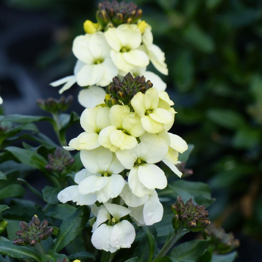 Garten-Goldlack RYSI Moon improved - Erysimum