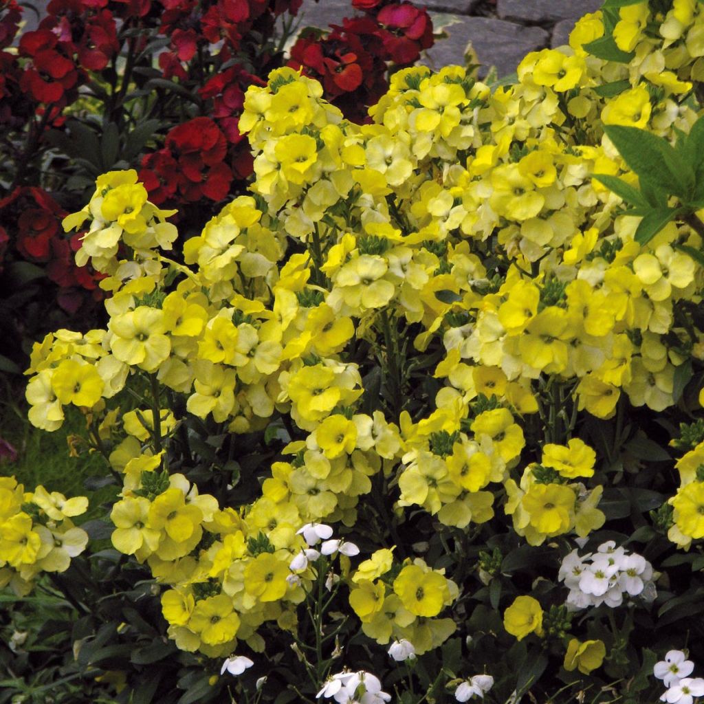 Giroflée vivace - Erysimum Winter Light Mini-motte