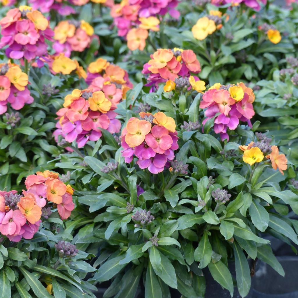 Garten-Goldlack Winter Party - Erysimum