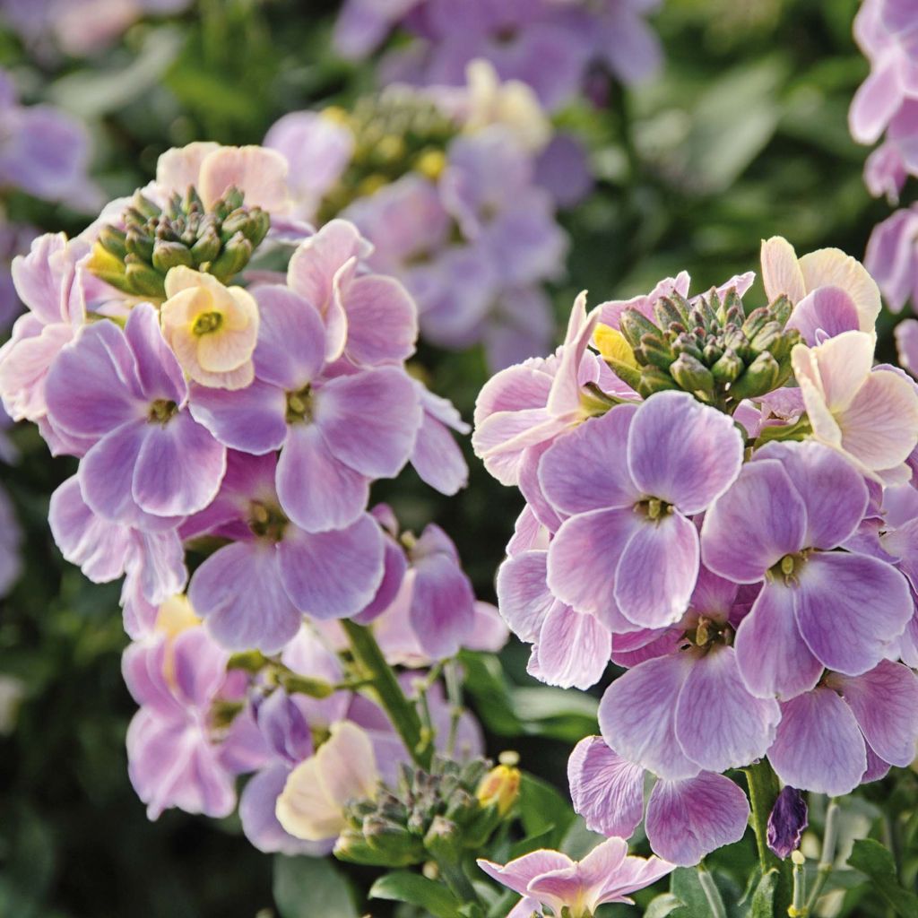 Garten-Goldlack Winter Romance - Erysimum