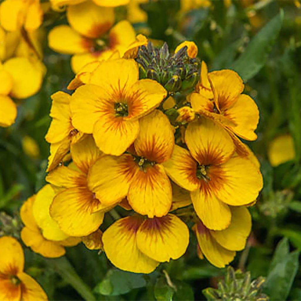 Erysimum x linifolium Winter Spirit - Garten-Goldlack