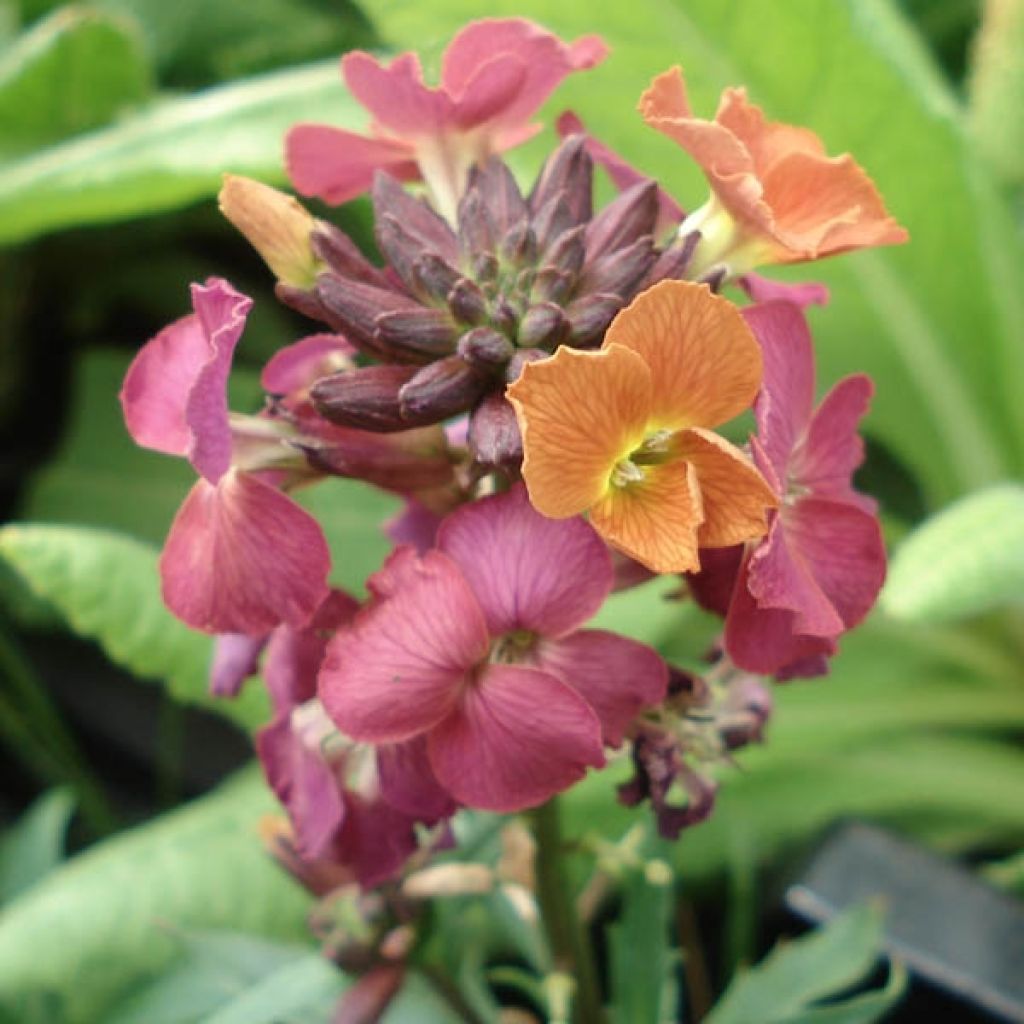 Garten-Goldlack Constant Cheer - Erysimum