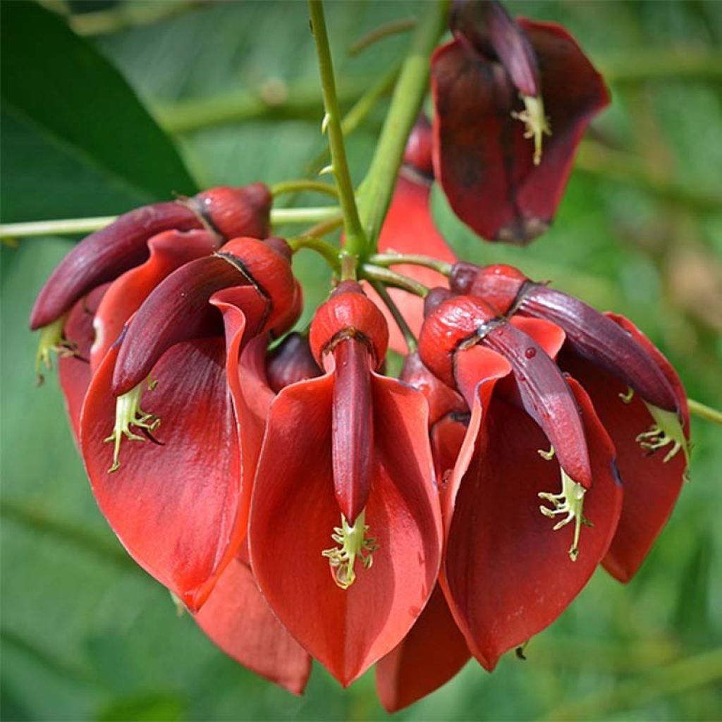 Erythrina crista-galli - Erythrine Crête-de-coq.