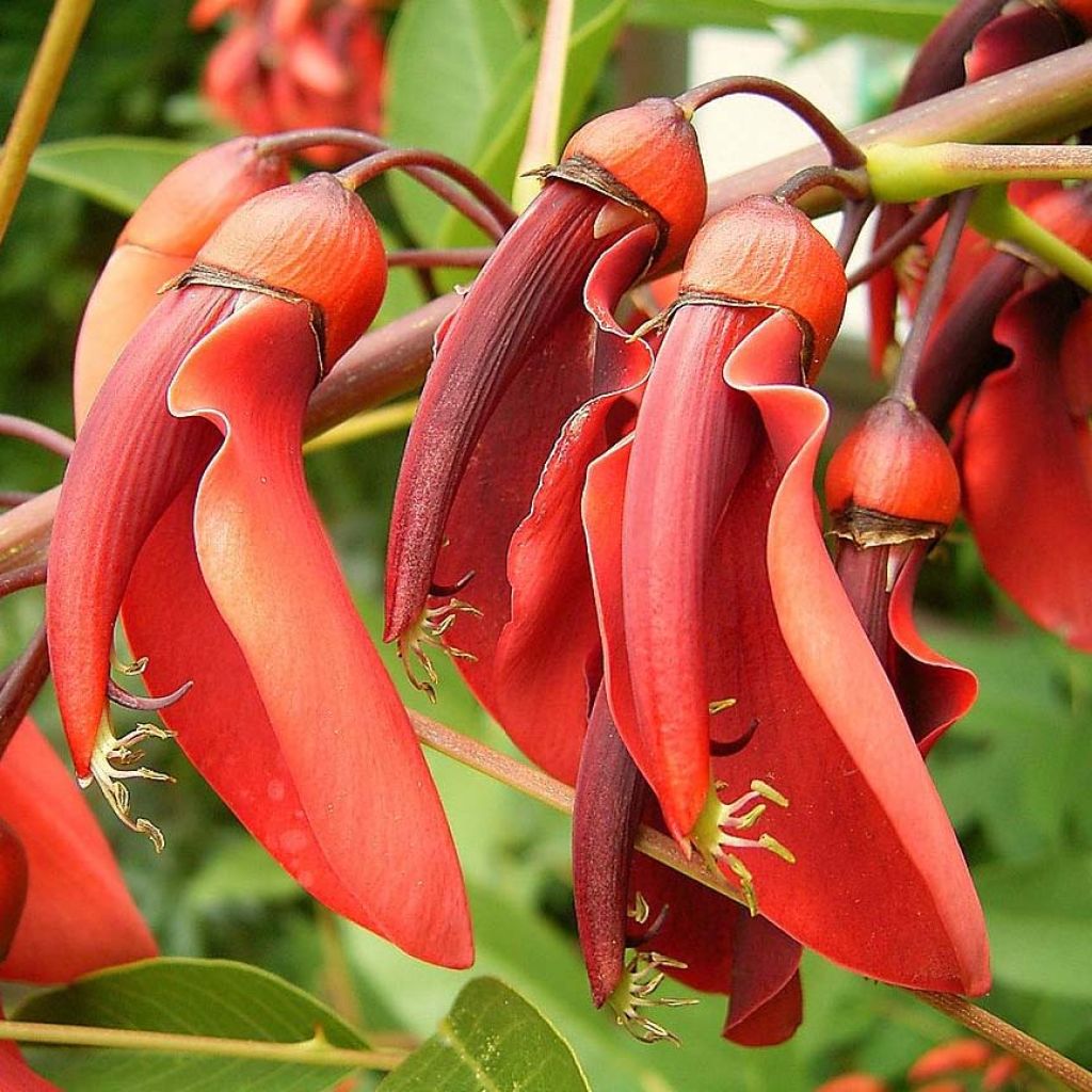 Erythrina crista-galli - Erythrine Crête-de-coq.