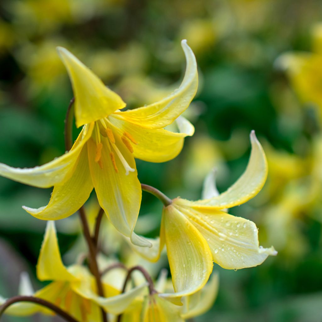 Erythronium tuolumnense Pagoda - Hundszahn