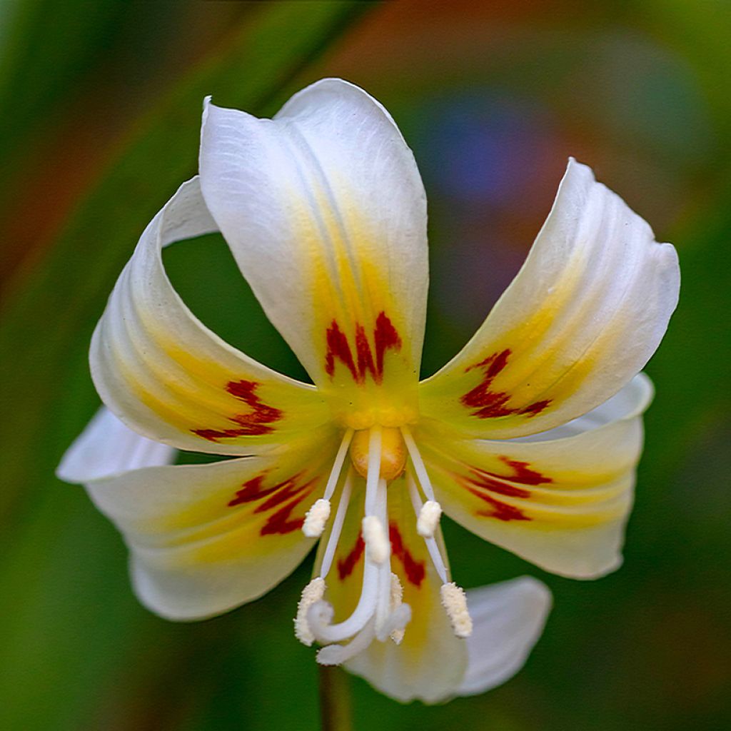 Erythronium tuolumnense White Beauty - Hundszahn