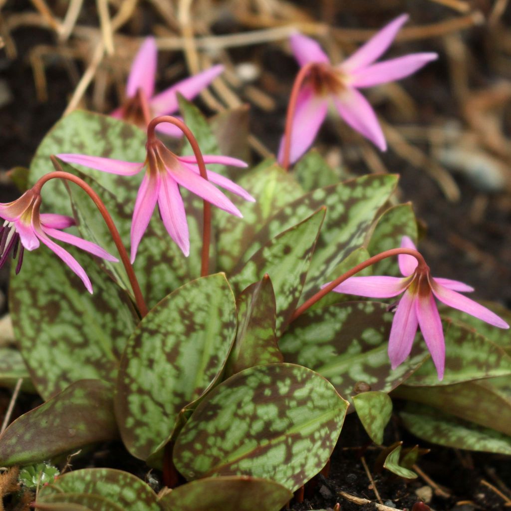 Erythronium dens canis Purple King - Hunds-Zahnlilie