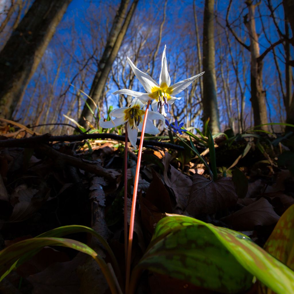 Erythronium dens canis Snowflake