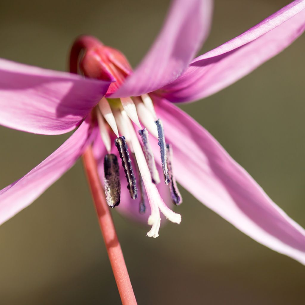 Erythronium dens-canis