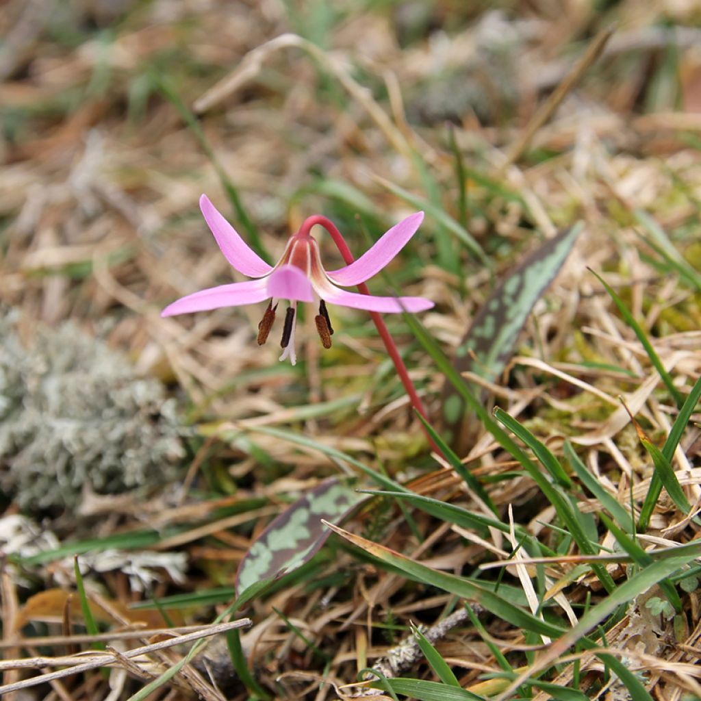 Erythronium dens-canis