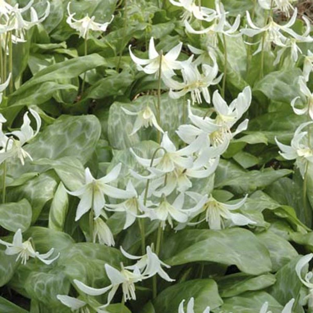 Erythronium White Beauty