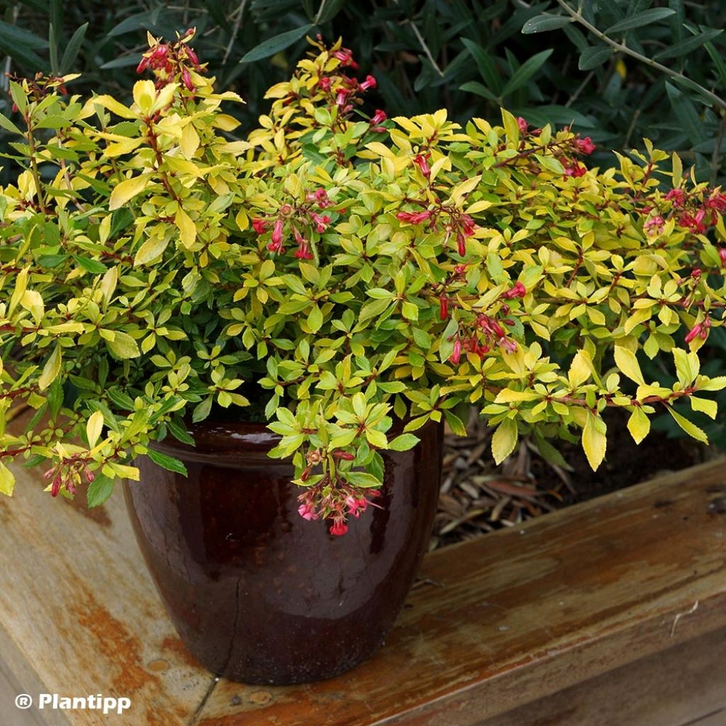 Escallonia Golden Carpet - Andenstrauch