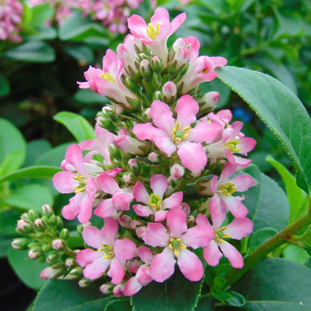 Escallonia laevis Pink Elle Lades - Andenstrauch