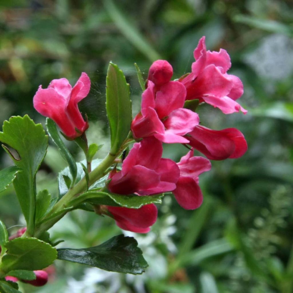 Escallonia Pride of Donard - Andenstrauch