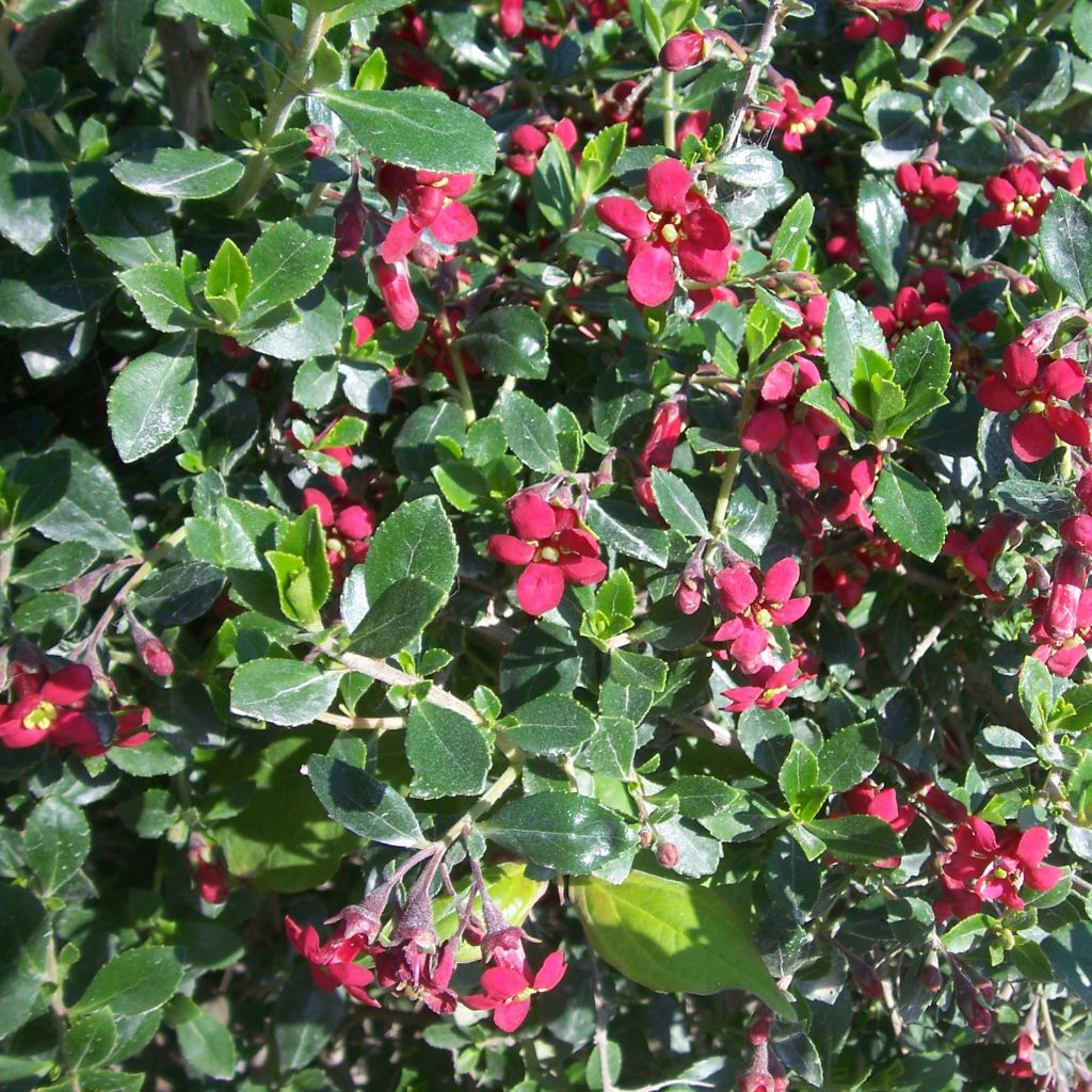 Escallonia Red Dream - Andenstrauch