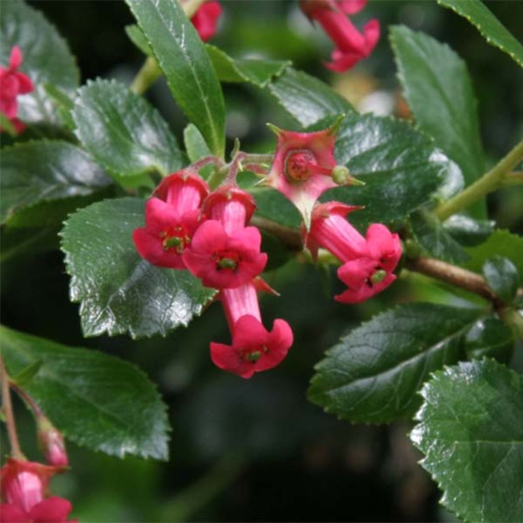 Escallonia rubra Crimson Spire