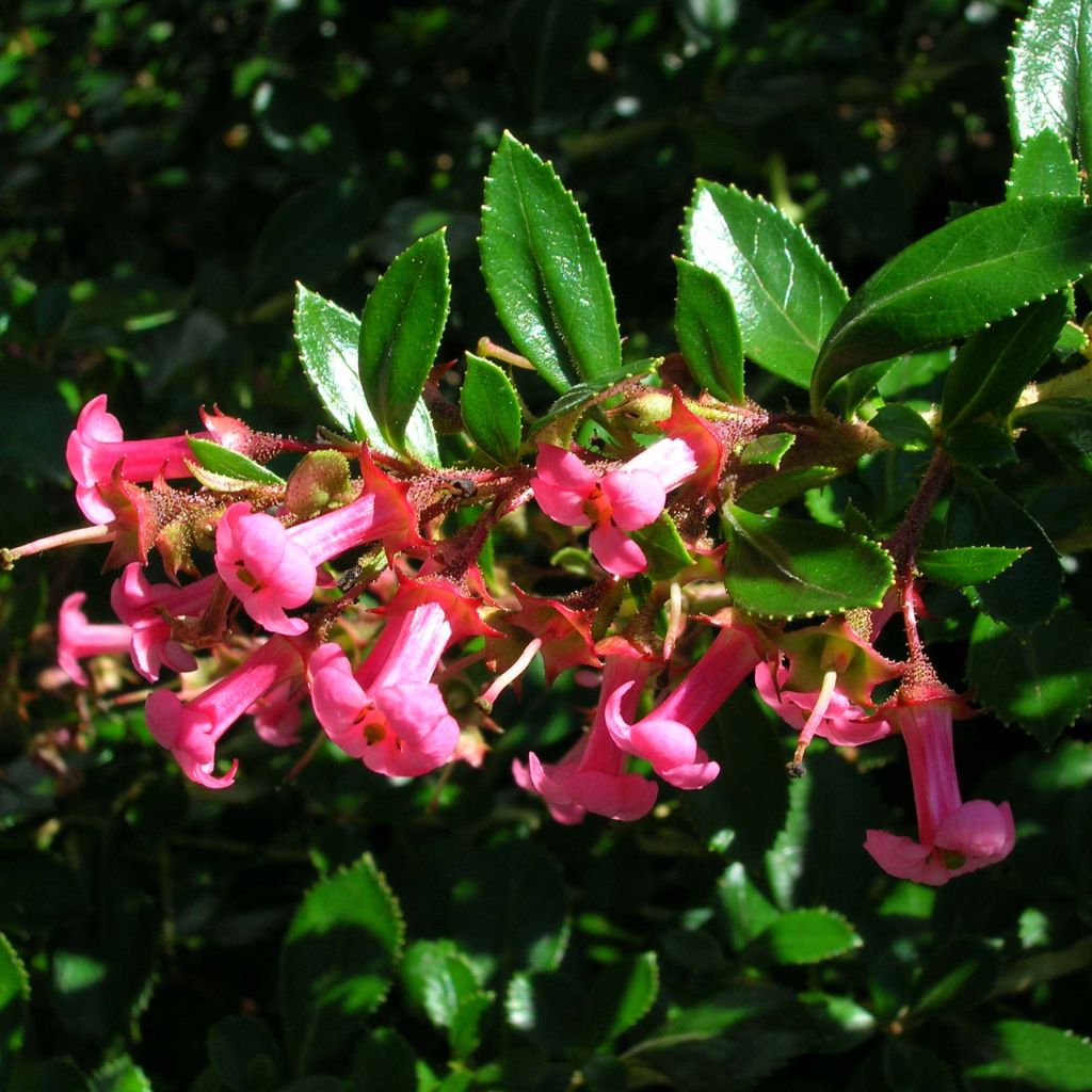 Escallonia rubra macrantha