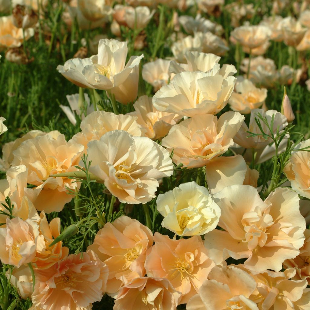 Goldmohn Pink Champagne (Samen) - Eschscholzia californica