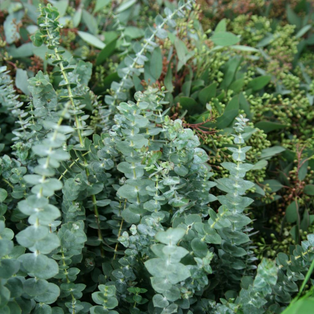 Eucalyptus pulverulenta Baby Blue