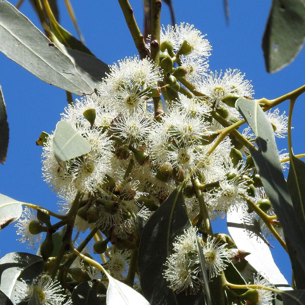 Eucalyptus aggregata - Schwarzer Eukalyptus