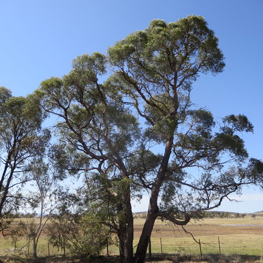 Eucalyptus aggregata - Schwarzer Eukalyptus