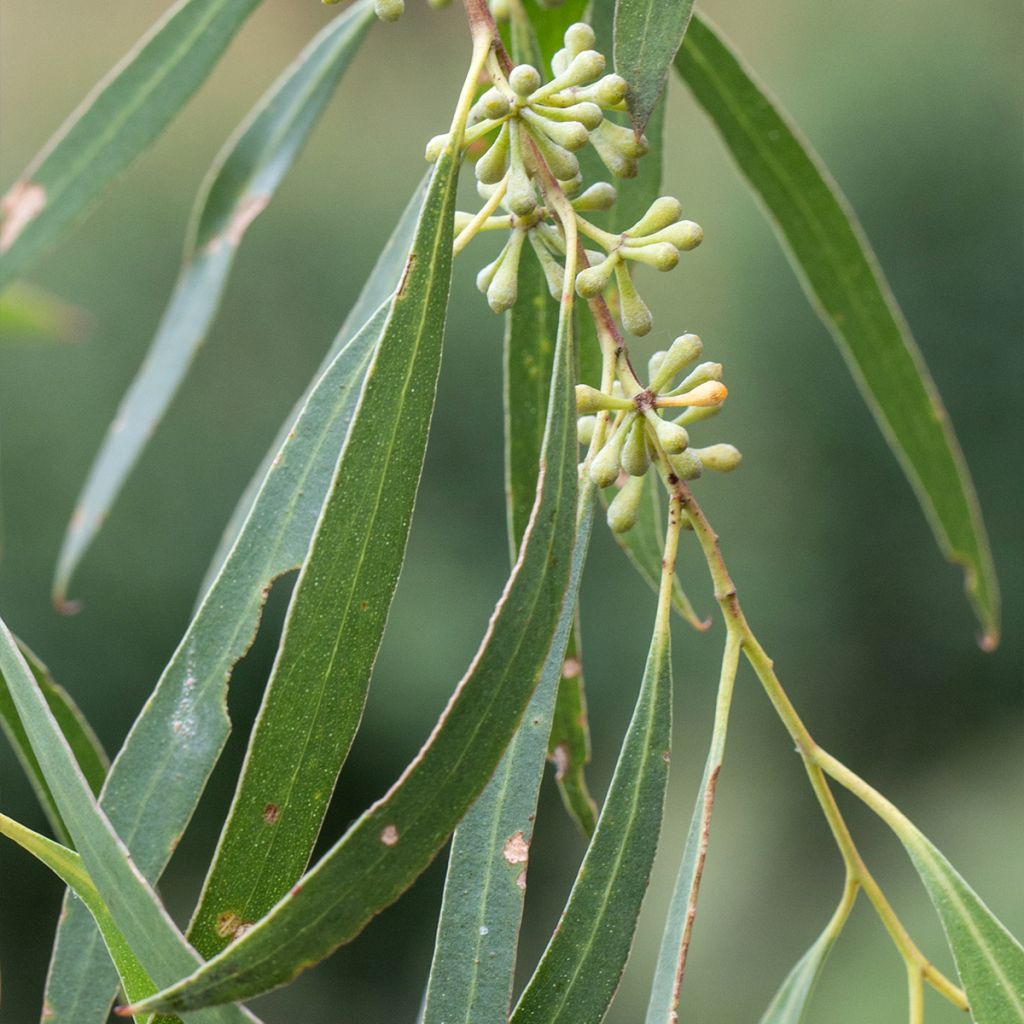 Eucalyptus amygdalina - Schwarzer Pfefferminzeucalyptus