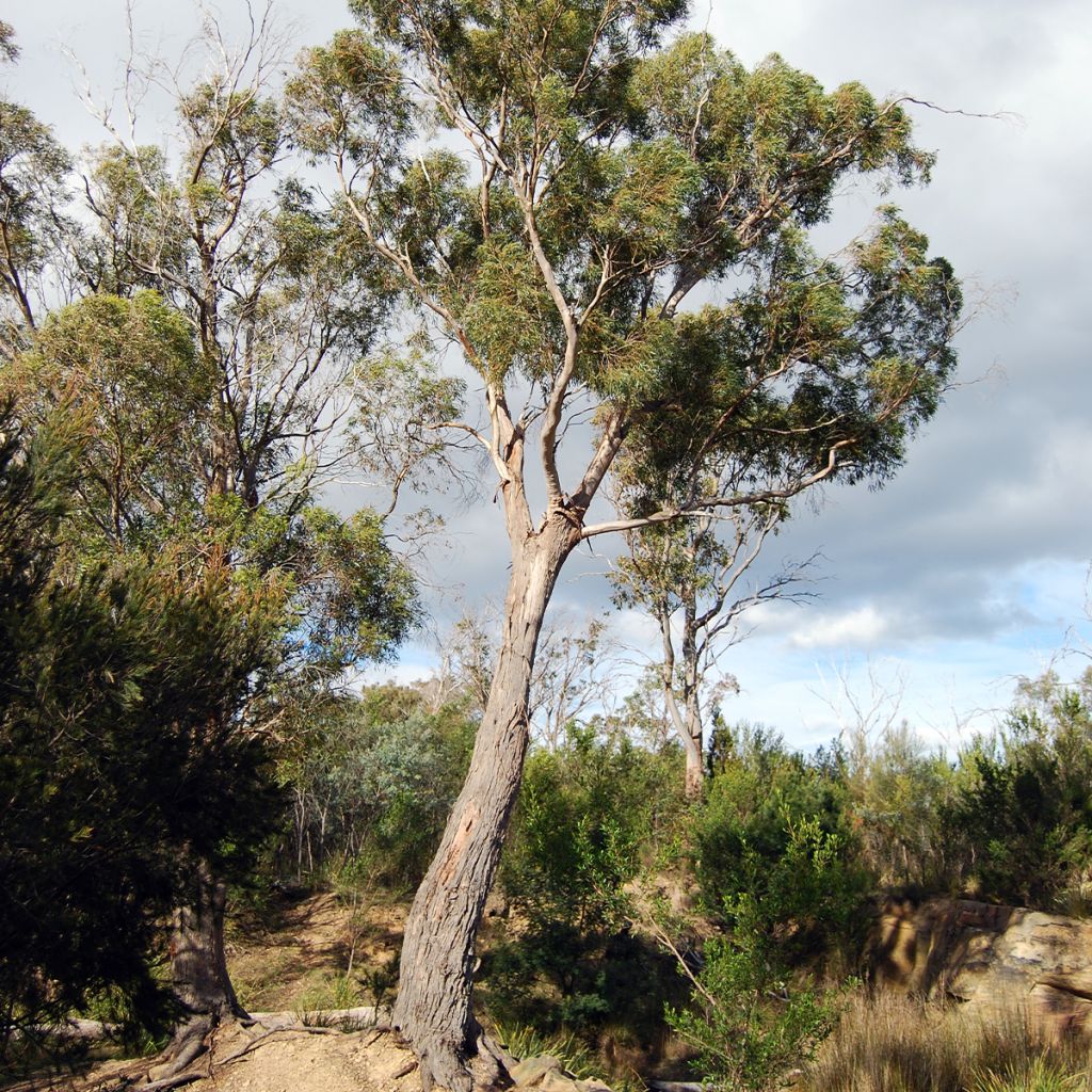 Eucalyptus amygdalina - Schwarzer Pfefferminzeucalyptus