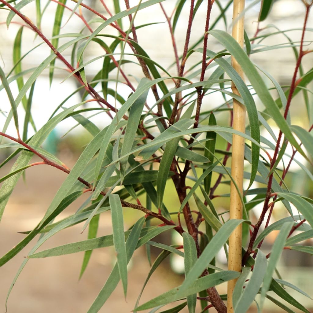 Eucalyptus approximans