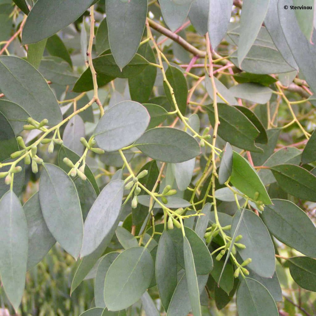 Eucalyptus archeri