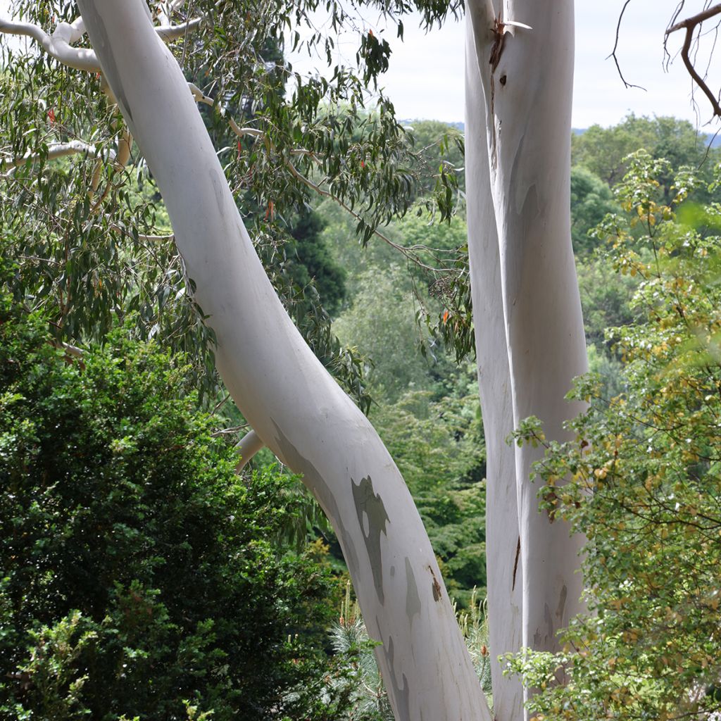 Eucalyptus archeri