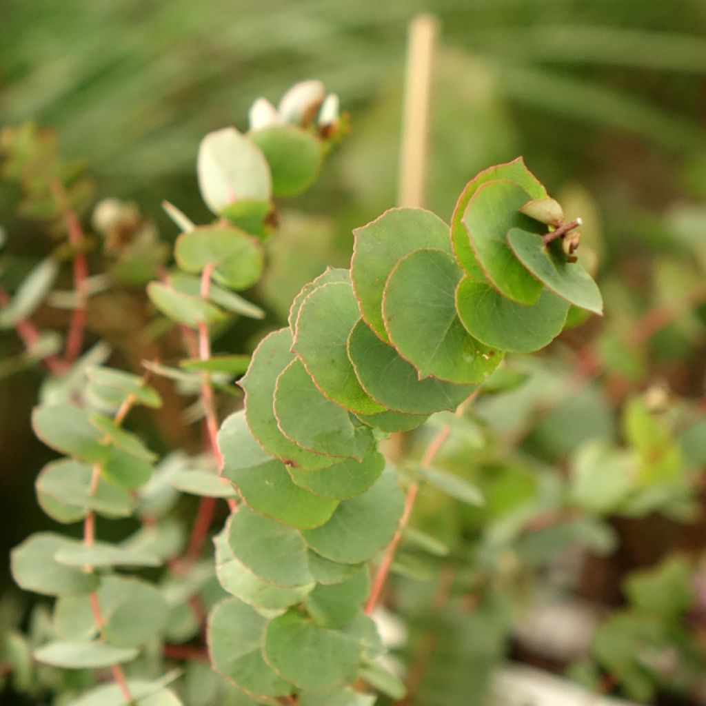 Eucalyptus bridgesiana