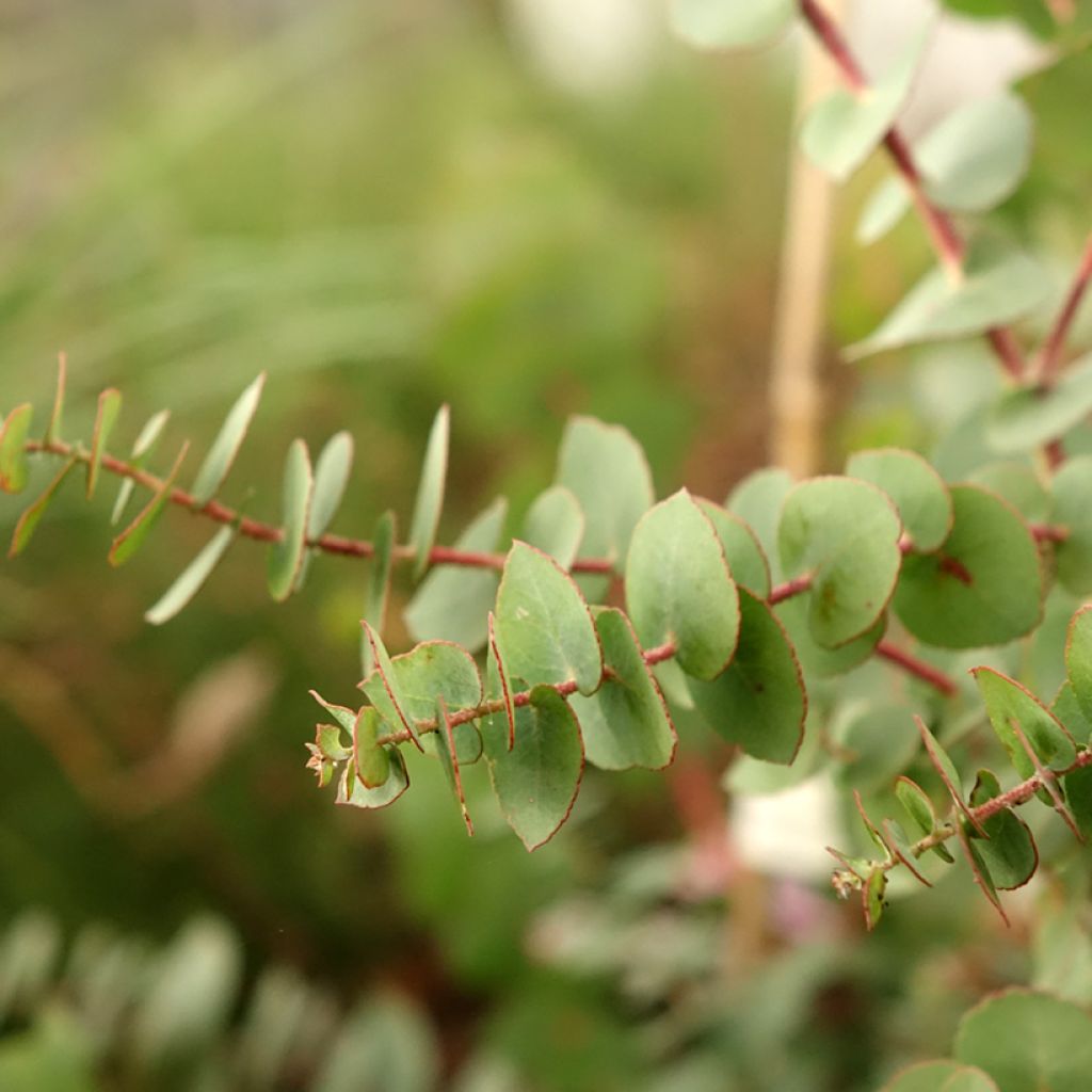 Eucalyptus bridgesiana