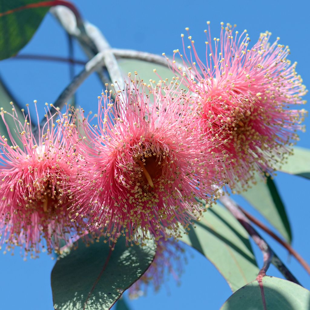 Eucalyptus caesia subsp magna