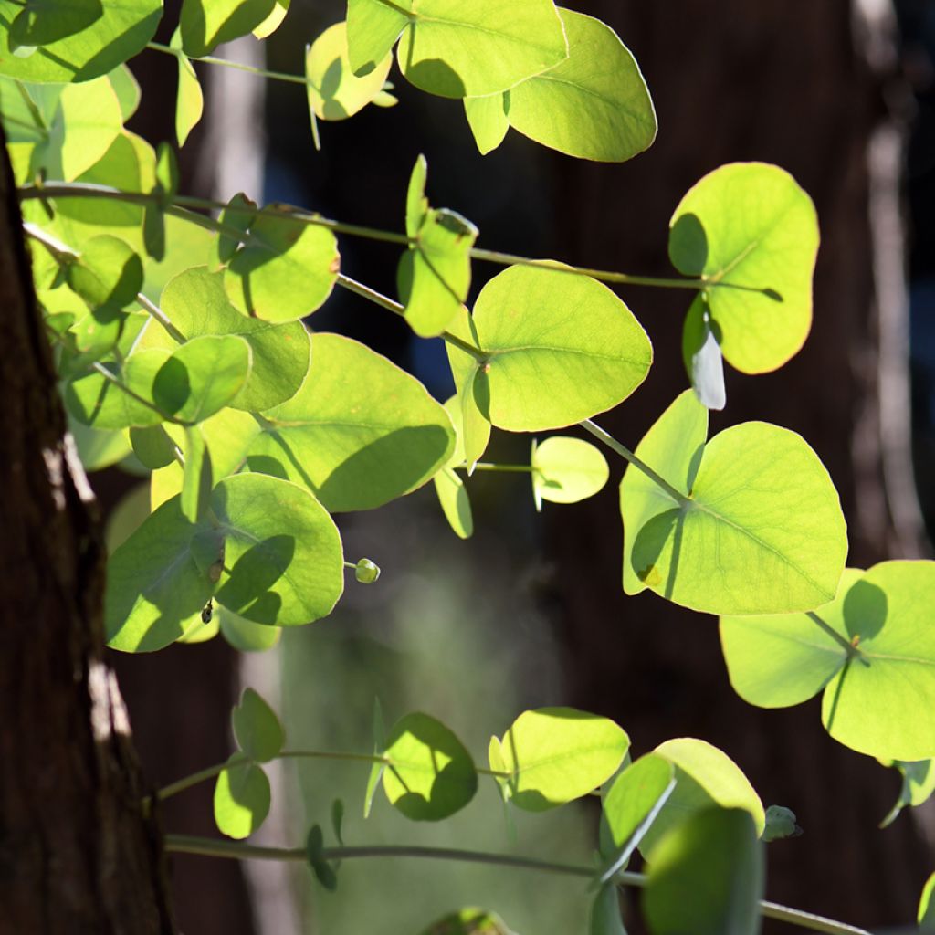 Eucalyptus cinerea Silver Dollar - Gommier cendré