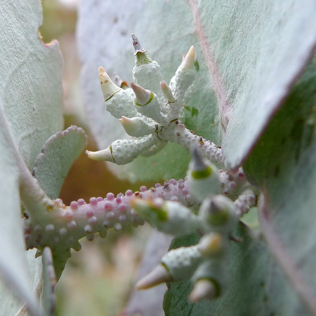 Eucalyptus crenulata