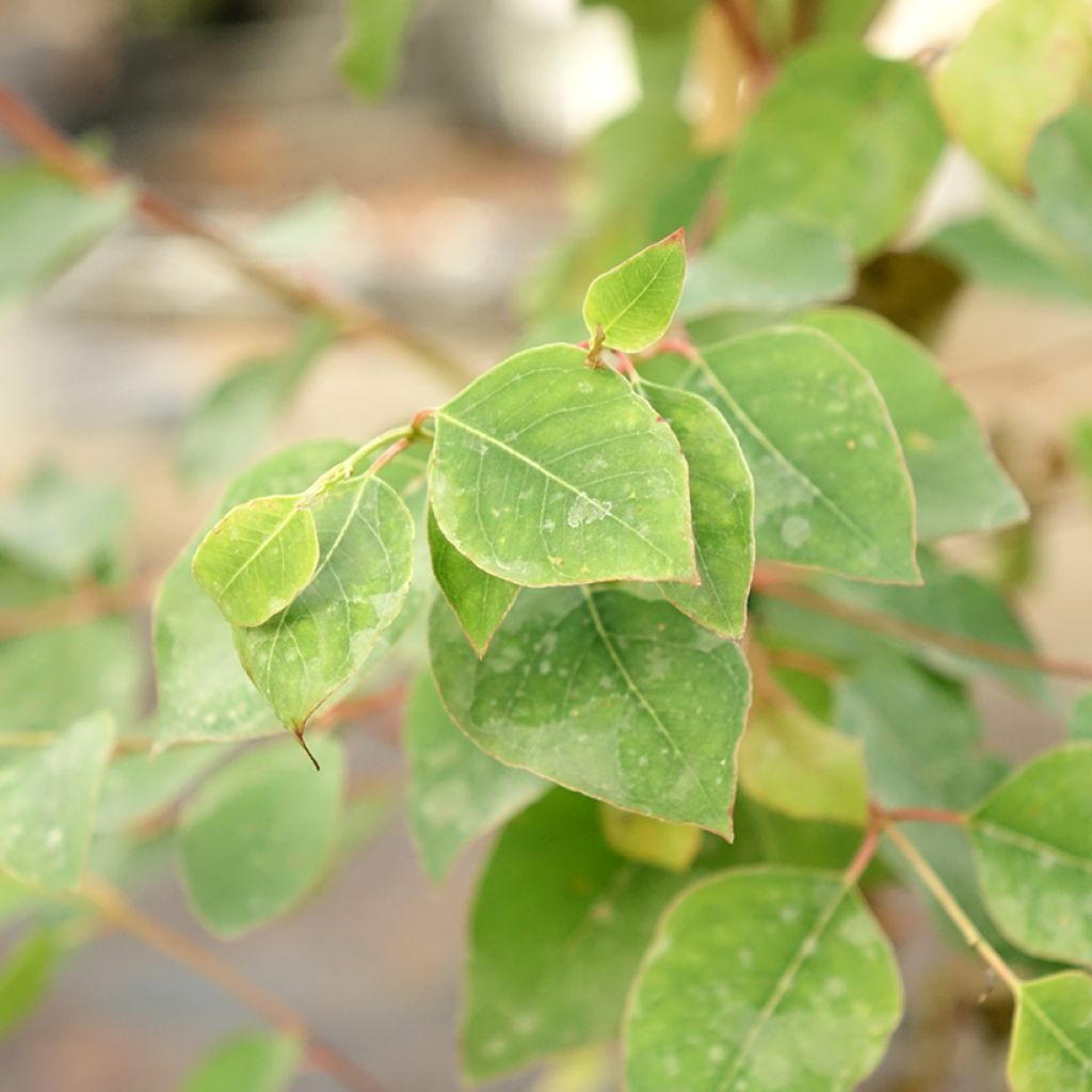 Eucalyptus deanei