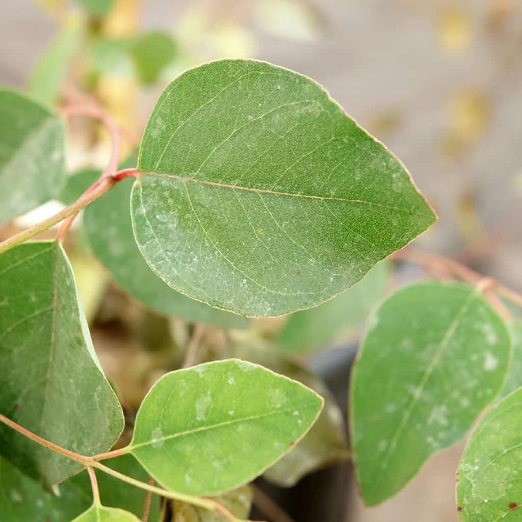 Eucalyptus deanei