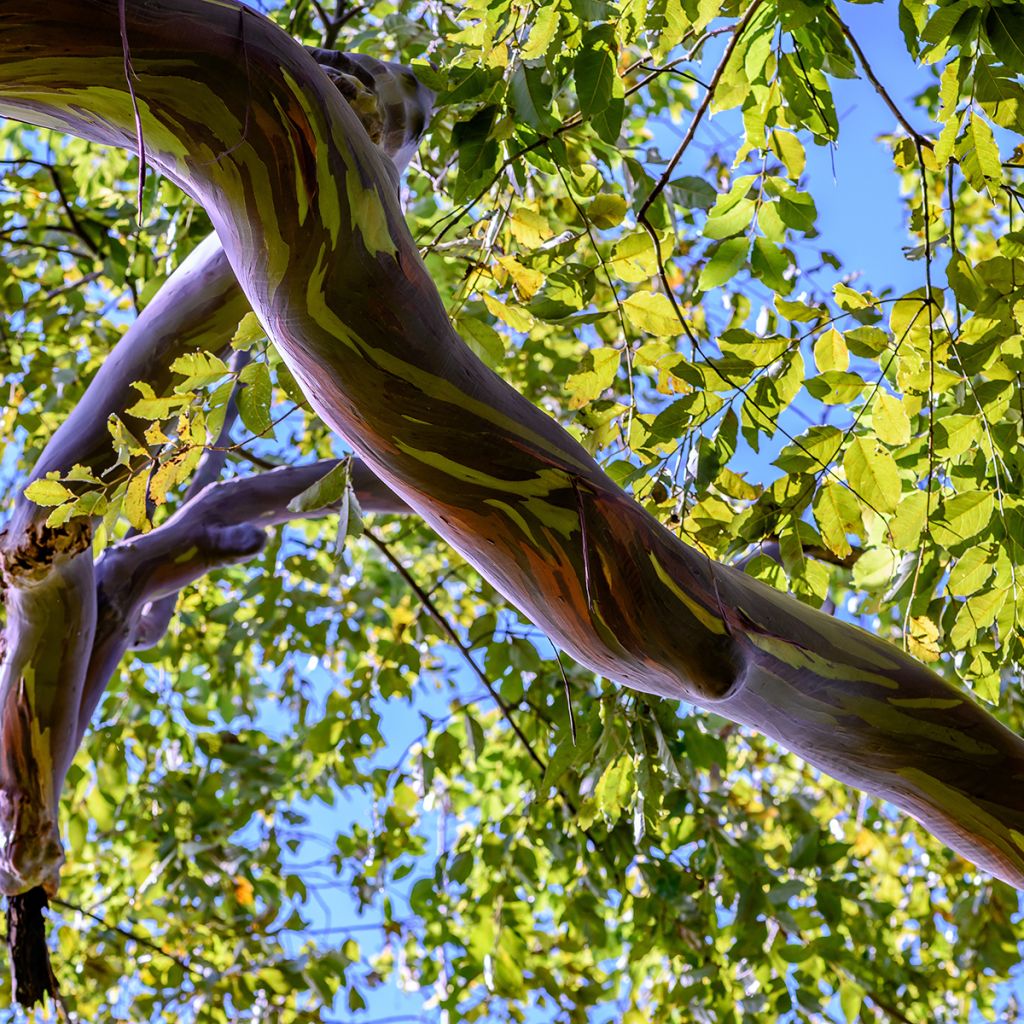 Eucalyptus deglupta - Regenbogen-Eukalyptus