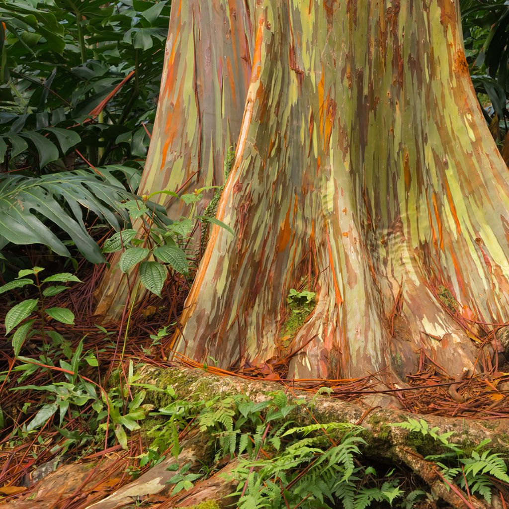 Eucalyptus deglupta - Regenbogen-Eukalyptus