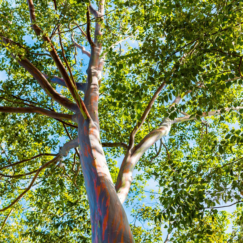 Eucalyptus deglupta - Regenbogen-Eukalyptus