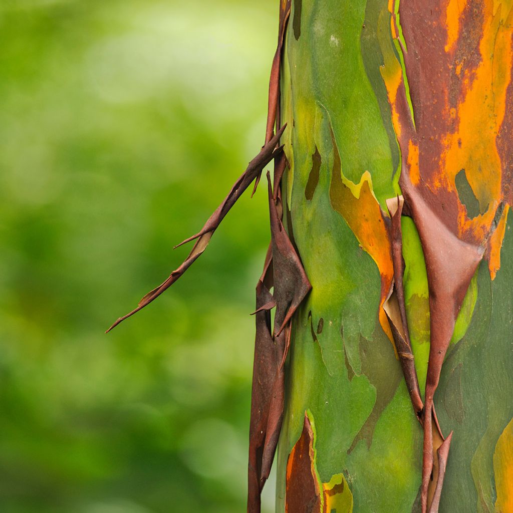 Eucalyptus deglupta - Regenbogen-Eukalyptus