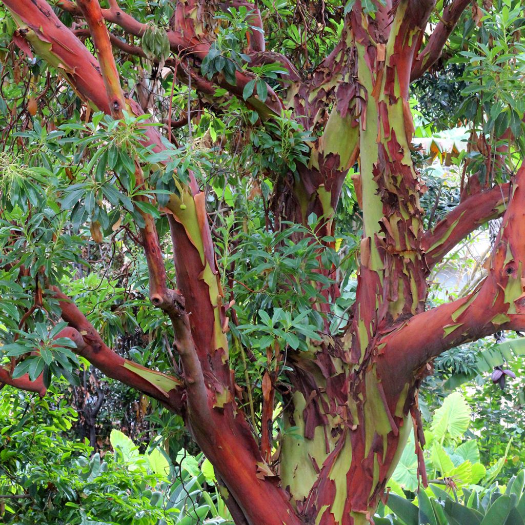 Eucalyptus deglupta - Regenbogen-Eukalyptus